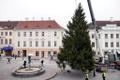 Tartu jõulukuusk