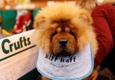 Koertenäitus Crufts