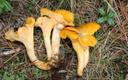 Harilik kukeseen, Cantharellus cibarius.