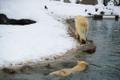 Jääkarud lumes. Tallinna Zoo.