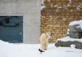 Jääkarud lumes. Tallinna Zoo.
