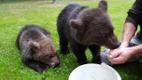 Bear cubs which appeared in a Saaremaa backyard on Friday.