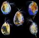 Perekondadesse kuuluvad vesikirbud Ceriodaphnia, Alona, Simocephalus, Megafenestra, Daphnia, (Venemaa).