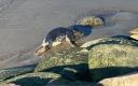 Seal pup spotted on Inglirand Beach in Tallinn.