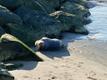 Seal pup spotted on Inglirand Beach in Tallinn.