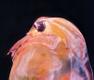 10. koht. Daphnia magna (lõpusjalgne), (10X suurendus).