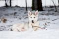A sled dog. Photo is illustrative