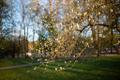 Spring comes to Tallinn's Kadriorg Park.