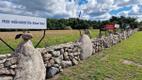 The Karala stone sheep flock, on Saaremaa.