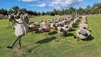 The Karala stone sheep flock, on Saaremaa.