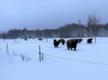 Highland cattle herd in Mäetaguse, Ida-Viru County.