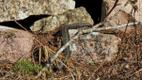 A Saaremaa European adder, also known as the European viper, taking in some sun as spring arrives.