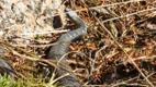 A Saaremaa European adder, also known as the European viper, taking in some sun as spring arrives.