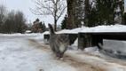Puša, Kuremäe's most famous resident feral cat.