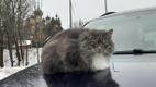 Puša, Kuremäe's most famous resident feral cat.
