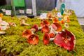 62nd Mushroom exhibition at the Estonian Museum of Natural History