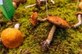 62nd Mushroom exhibition at the Estonian Museum of Natural History