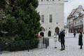 Tallinn's Christmas tree was installed on Raekoja plats on November 13, 2024.