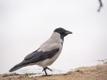 The hooded crow which has been pestering passersby at Tartu's Anne kanal.