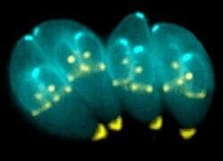 Toxoplasma gondii.