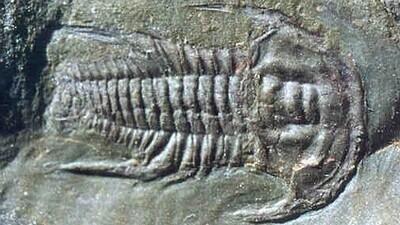 Trilobiit <i>Emuella polymera</i> varakambriumist.
