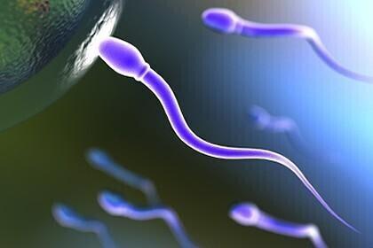 Munarakk aitab spermil kiiremini saba liputada