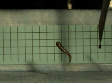 Kas kalad hüppasid maismaale?