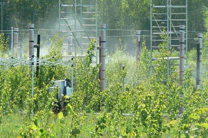 Kuidas mõjub soojenev kliima Eesti metsale?