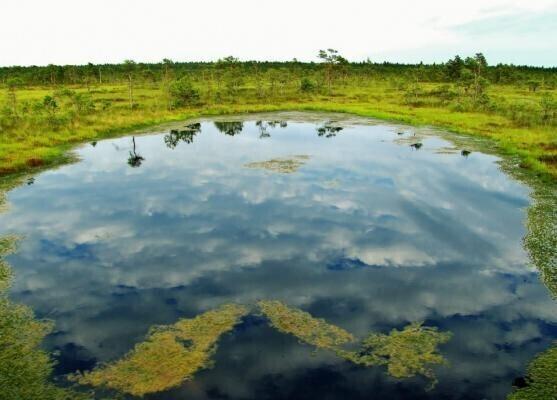 Jüri-Ott Salm: looduslikud sood jäägu puutumata
