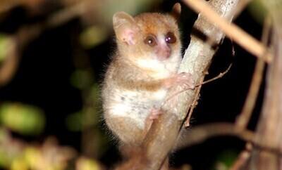 Tibatilluke hiirleemur Microcebus berthae.