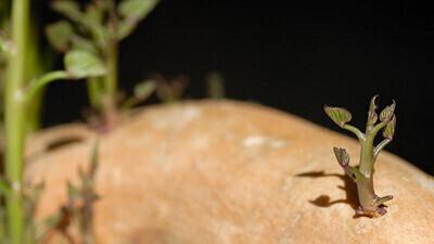 Bataadimugulast tärkav võrse.