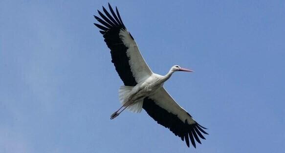 White stork