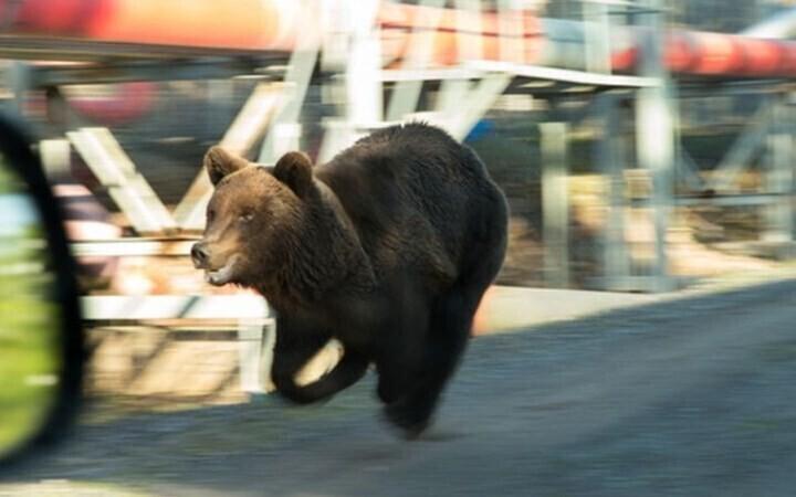 ДТП с медведем. Иллюстративное фото.