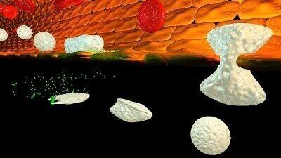 Immuunvastus on keeruline protsesside jada, milles osalevad erinevat tüüpi rakud.