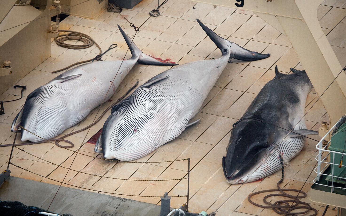 Kääbusvaalad Jaapani vaalapüügilaeva Nisshin Maru pardal.