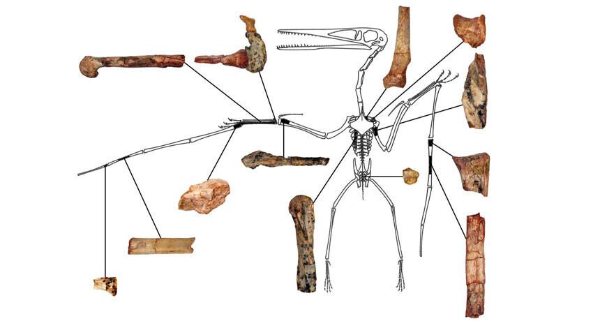 Kryptodrakon progenitor.