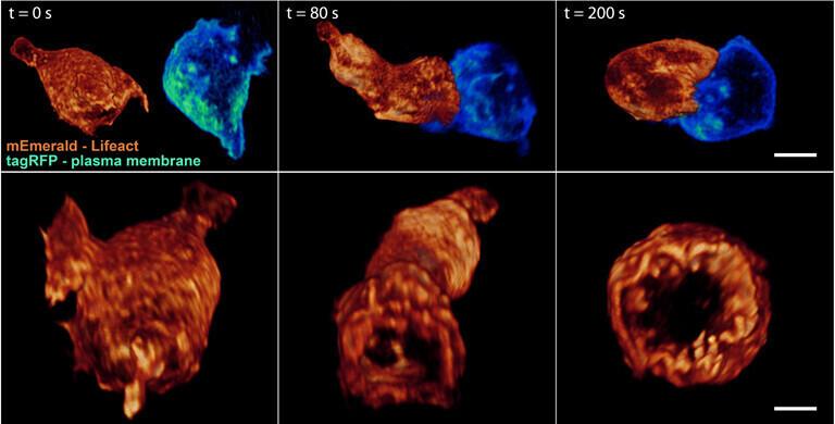 T-tapjarakk oma sihtmärgile lähenemas. Mõõtskaala vastab neljale mikromeetrile.