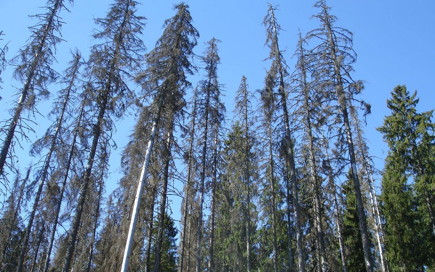 Kuuse-kooreüraski (Ips typographus) kahjustuskolle Taevaskojas.