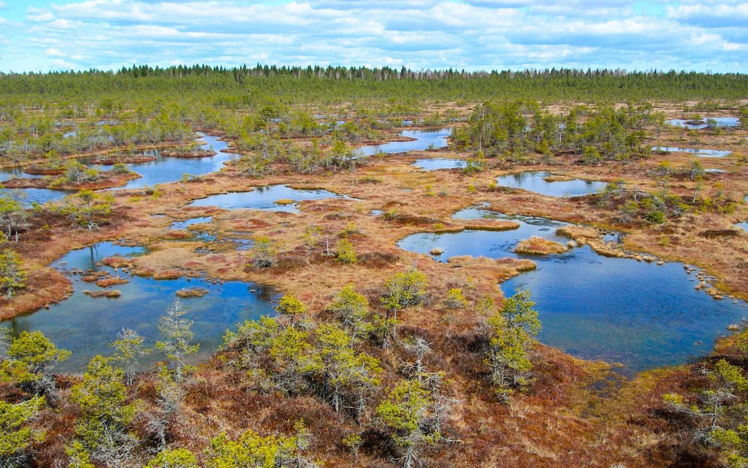 Männikjärve raba Endla looduskaitsealal.