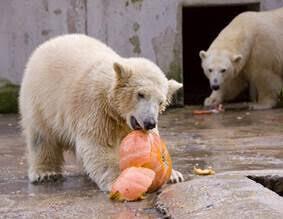 Kõrvitsapidu loomaaias