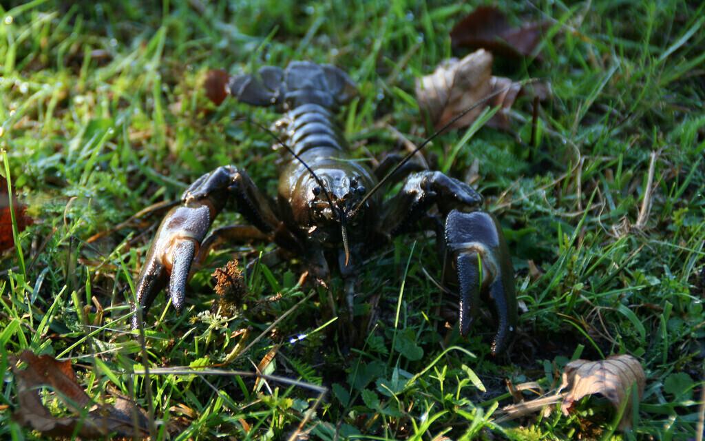 Signal crayfish.