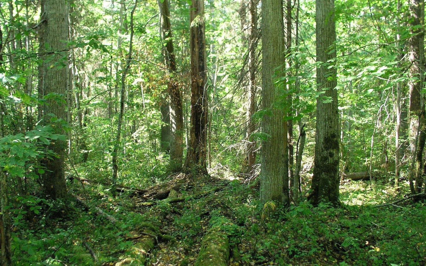 Бореальный лес.