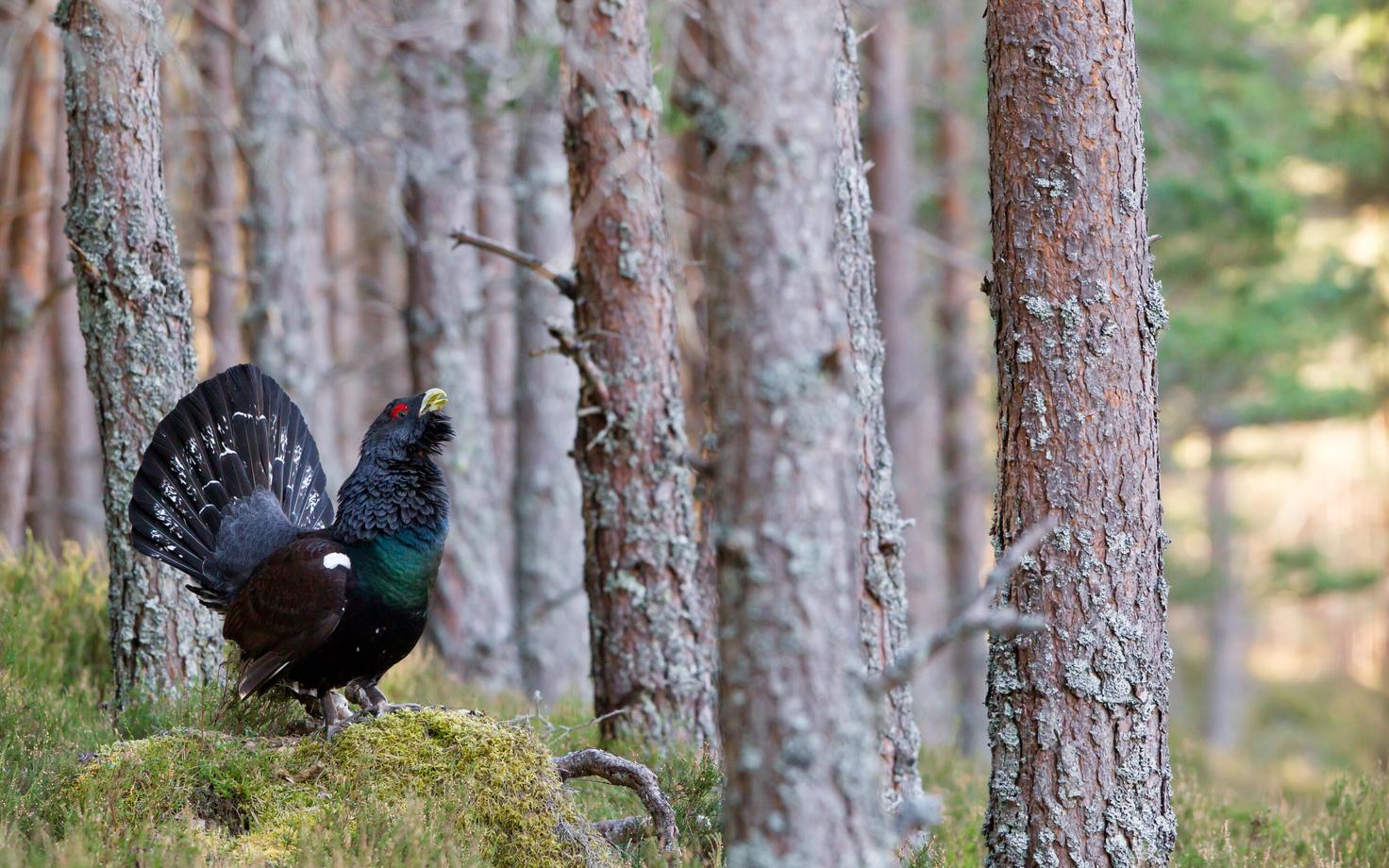 Liiga väikeste kaitsealade tõttu võivad ka metsisemängud teise kohta liikuda ning see võib mõjutada metsiste sigimist negatiivselt.