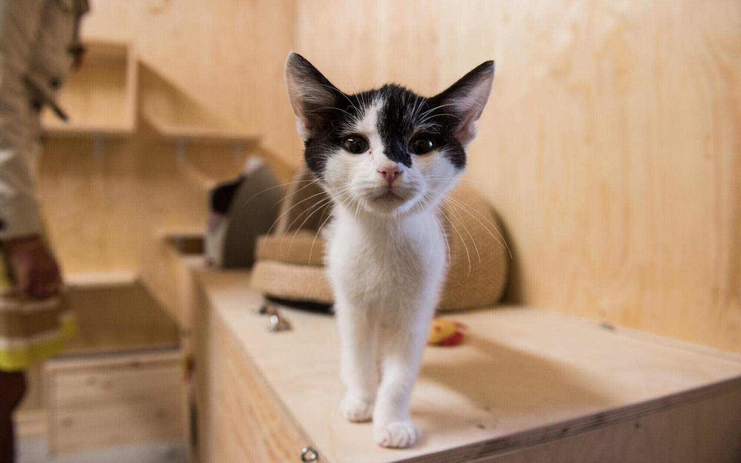 Деньги просят под предлогом помощи животным.