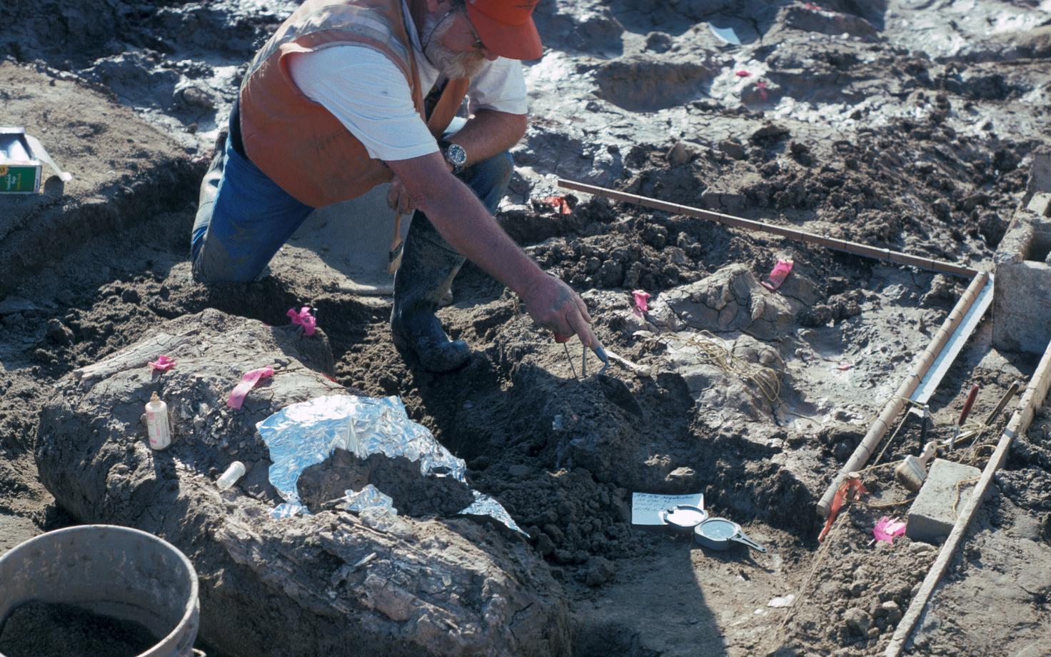 Väljakaevamiste Mastodoni leiupaigas.