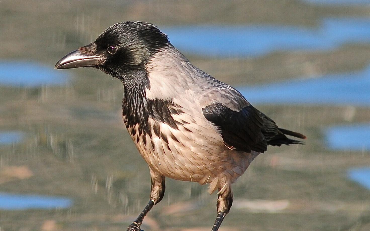 Ворона. Иллюстративная фотография