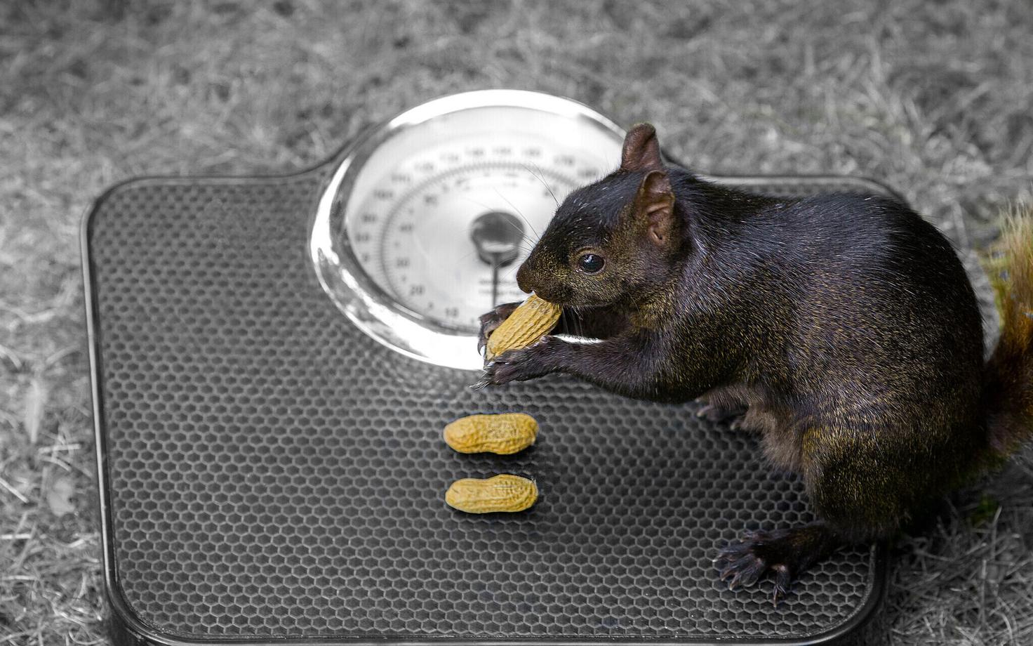 Keskmine kehakaal on maailmas viimase 35 aastaga oluliselt tõusnud.