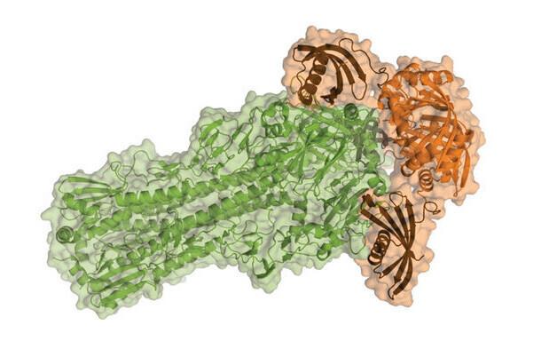 Teadlaste loodud tehisvalk