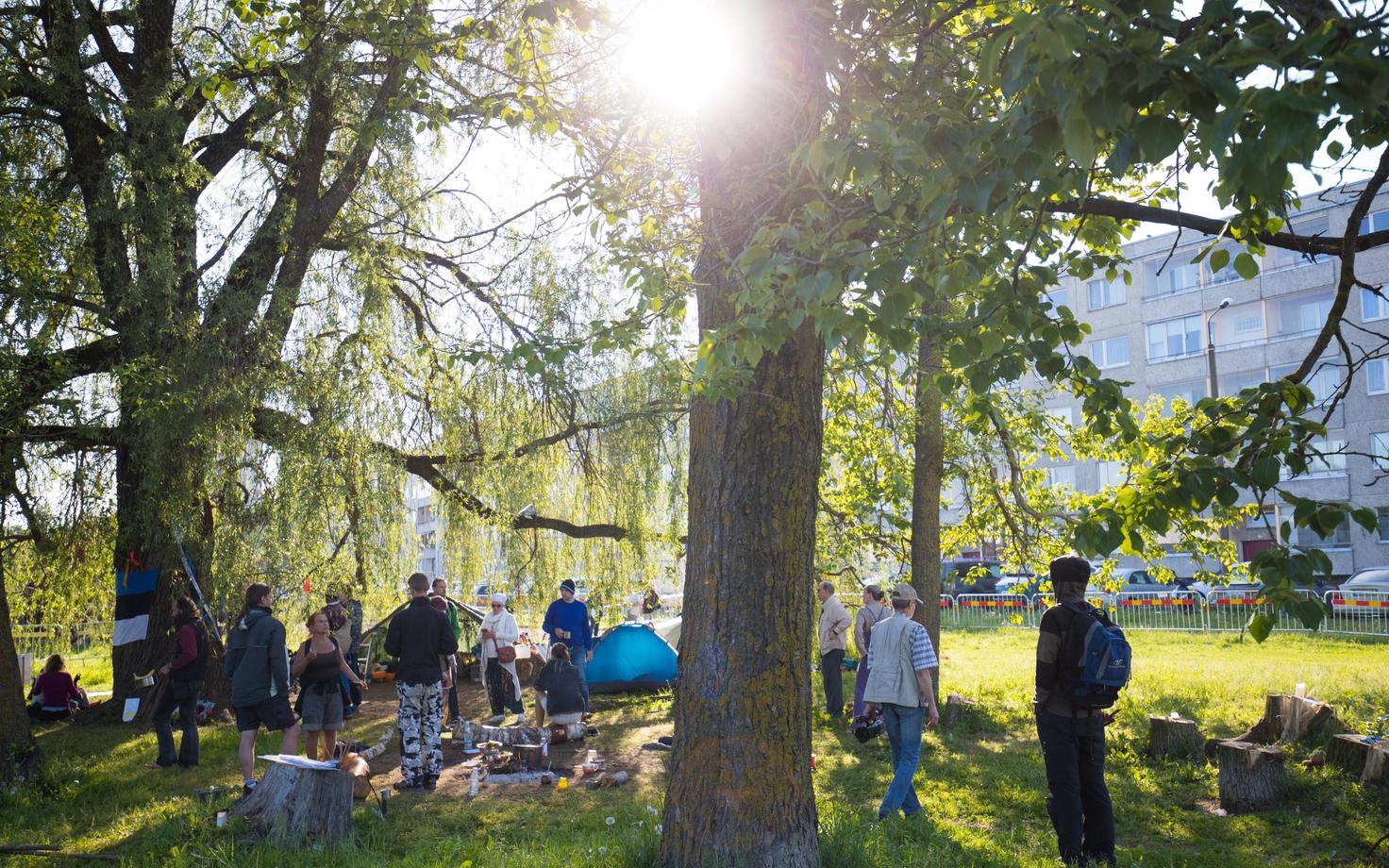Защитники серебристой ивы в Ыйсмяэ