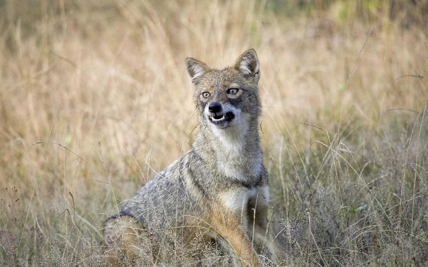 Шакал. Иллюстративная фотография.